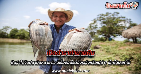 เปิดตำราทำนายฝัน ฝันว่าได้จับปลานิลหลายตัว ดีไหม มีเรื่องอะไรต้องระวังหรือเปล่า? พร้อมเลขนำโชค เช็กได้เลยที่นี่!