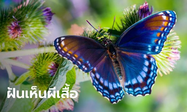 ฝันเห็นผีเสื้อ 1 ตัว - "Dreamed of seeing 1 butterfly, lucky number"