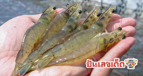 ฝันว่าได้จับกุ้ง เลขเด็ด - "Dreamed of seeing a lot of shrimp."