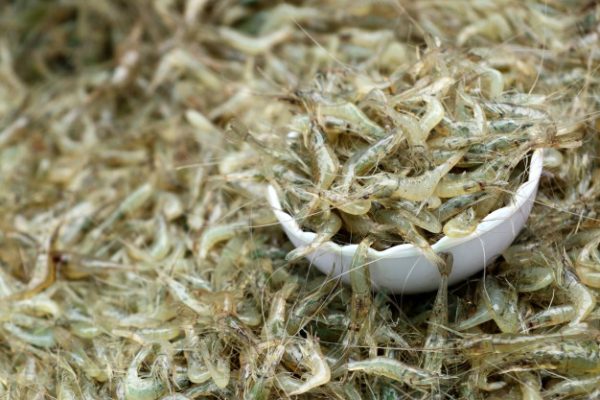 ทำนายฝัน เห็นกุ้งตัวเล็กหลายตัว-"Dreamed of seeing a lot of small shrimp."
