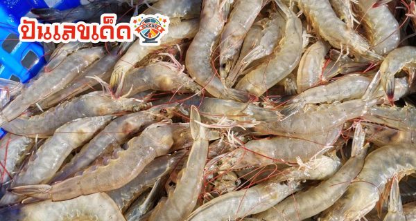 ฝันเห็นกุ้งเยอะมากๆ - "Dreamed of seeing a lot of shrimp."