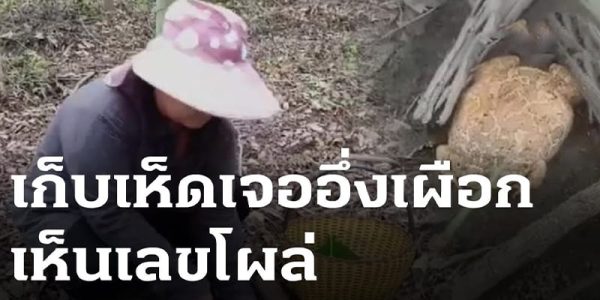 เจออึ่งแปลก-"Found a strange bullfrog"