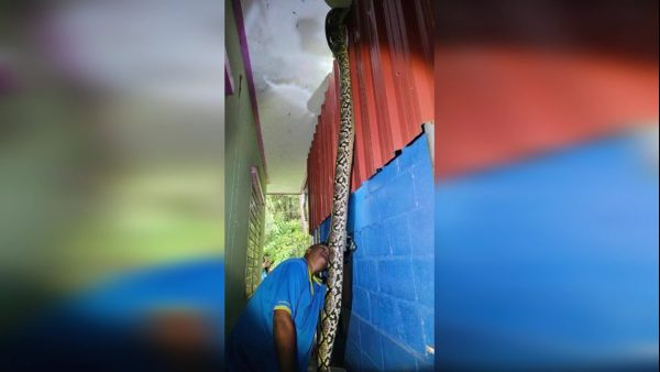 งูเหลือมยักษ์บุกบ้าน -"Giant python invades house"
