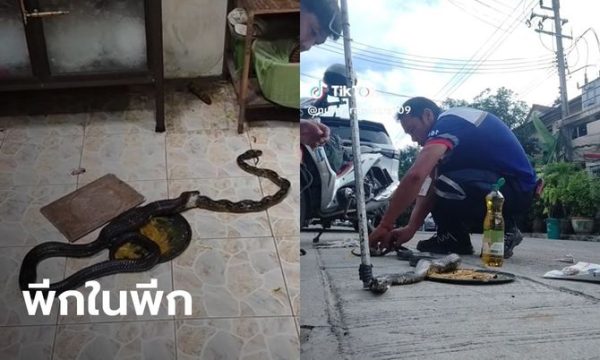 ช่วยงูเห่าติดกาวดักหนู-"Help a cobra glue a mousetrap"