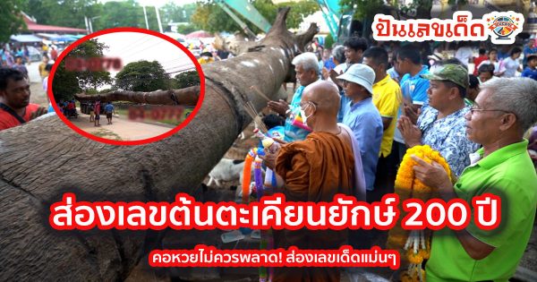 ส่องเลขต้นตะเคียนยักษ์ 200 ปี !ชาวบ้านและพระสงฆ์ ร่วมทำพิธีอัญเชิญ “เจ้าแม่ตะเคียนแก้ว” หลังชาวบ้านฝันขอให้ช่วย ด้านคอหวยไม่พลาด ได้เลขเด็ดไปลุ้นรวย 1/12/66