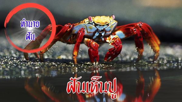 เลขเด็ดฝันเห็นปู-"Lucky numbers for dreaming about seeing a crab"
