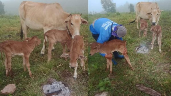แม่วัวคลอดลูกแฝด3-"Mother cow gives birth to 3 twins1"