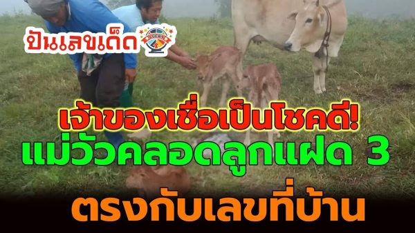 แม่วัวคลอดลูกแฝด3 ชาวบ้านแห่ตีเลขเด็ด เน้นตรงกับเลขที่บ้าน เจ้าของเชื่อเป็นโชคดี แนวทางหวยรัฐบาลงวด 16/11/2566 คอหวยไม่ควรพลาดเด็ดขาด