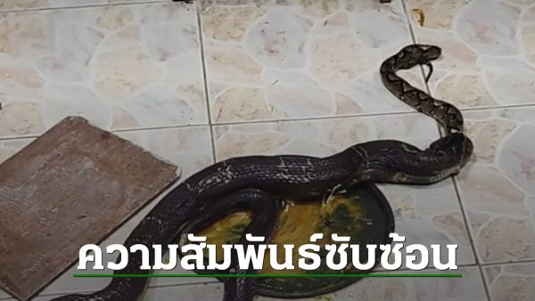 งูเหลือมกินหนู-"Python eats rat"