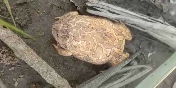 เจออึ่งแปลก-"Found a strange bullfrog"