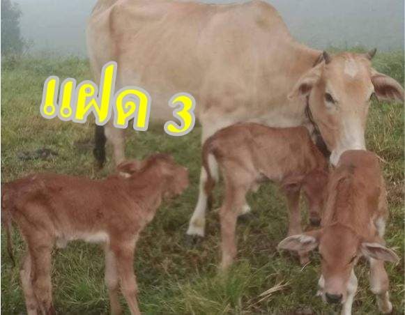 แม่วัวคลอดลูกแฝด3 - "birth to 3 twins Mother cow gives"