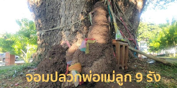จอมปลวกพ่อแม่ลูก 9 รัง-"Anthill of 9 parents and children"