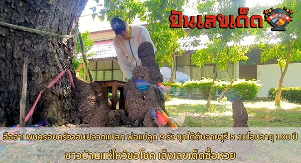 จอมปลวกพ่อแม่ลูก 9 รัง ฮือฮา! ครอบครัวจอมปลวก พ่อแม่ลูก 9 รังซุกใต้ต้นจามจุรี แห่ไหว้ขอโชค-ส่องเลขเด็ด