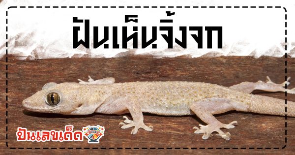 ฝันจับจิ้งจก ฝันว่าจิ้งจกร้องทัก หมายความว่าอย่างไร พร้อมเปิดเลขให้โชค เสี่ยงโชคงวดต่อไป