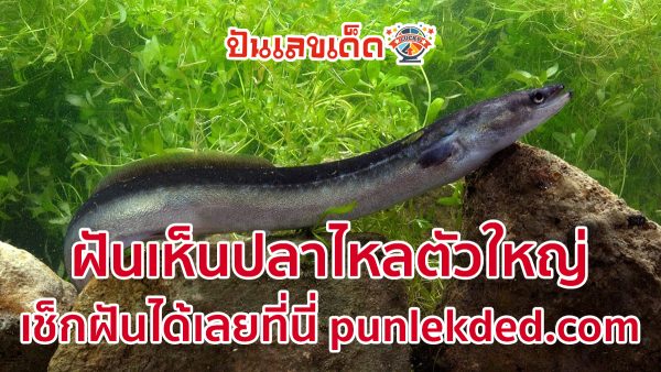 ฝันเห็นปลาไหลตัวใหญ่ คำทำนายฝันว่ายังไงได้บ้างจะดีหรือร้าย พร้อมเลขเด็ดให้โชค แม่นๆ เช็กฝันได้เลยที่นี่ punlekded.com