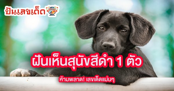 ฝันเห็นสุนัขสีดำ 1 ตัว หมายความว่าอย่างไร พร้อมเลขเด็ด แม่นๆ ที่เกี่ยวกับความฝัน เช็กเลย!