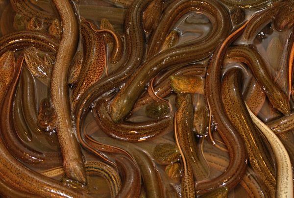 ฝันเห็นปลาไหล, ฝันเห็นปลาไหลหลายตัว-"Dream of seeing eels, dream of seeing many eels"