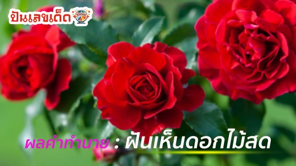 ตีความฝันเกี่ยวกับธรรมชาติ ฝันเห็นดอกไม้สด ความหมายว่าอย่างไรบ้าง ดีหรือร้าย พร้อมเลขเด็ด ( คำทำนายฝันสำหรับช่วงเดือน ธันวาคม 2566 )