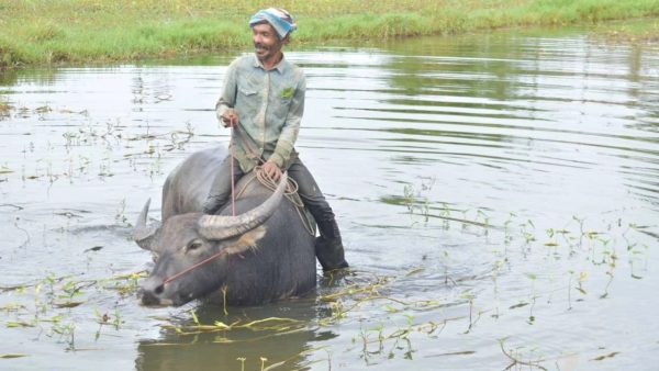 ฝันว่าได้ขี่ควายตัวใหญ่-"Dreamed of riding a big buffalo"
