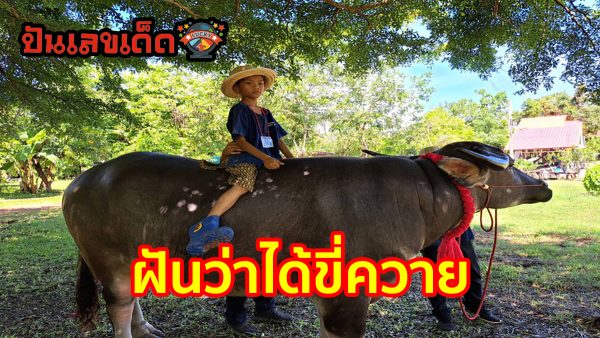 ฝันว่าได้ขี่ควาย หมายความว่าอย่างไร พร้อมเปิดเลขให้โชค เสี่ยงโชคงวดต่อไป เช็กฝันแม่นๆได้ที่นี่ punlekded