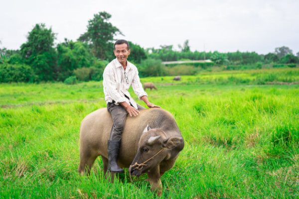 ฝันว่าได้ขี่ควาย-"Dreamed of riding a buffalo"
