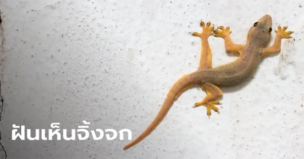 ฝันจับจิ้งจก-"Dreaming of catching a lizard"