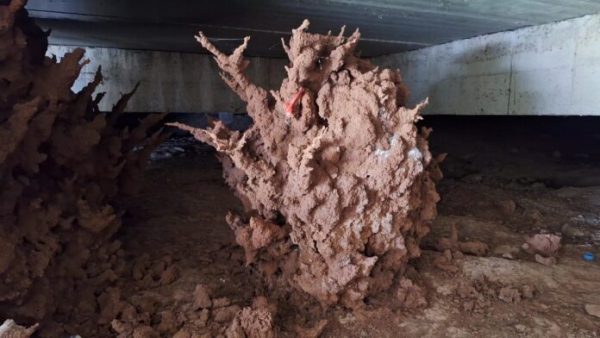 ต้นพญาช้างสาร - "Phaya Changsan tree"