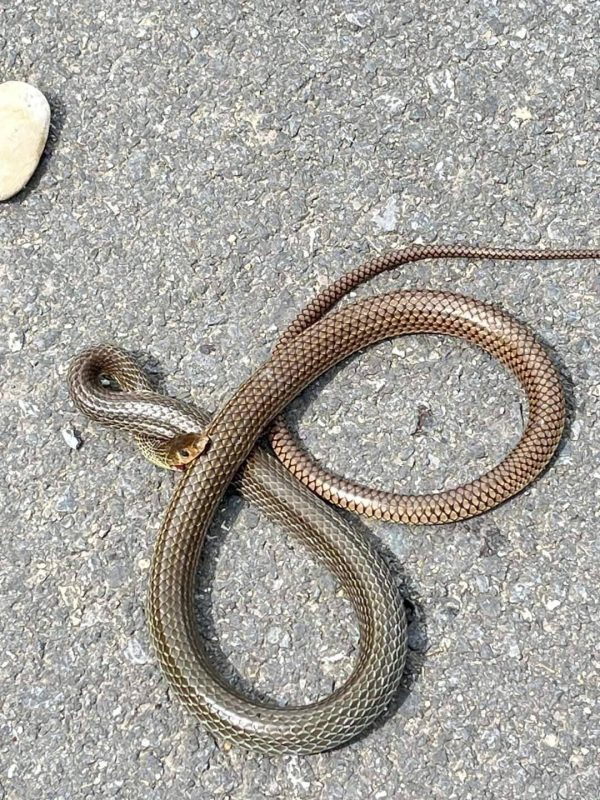 งูฆ่าตัวตาย-"Snake commits suicide"