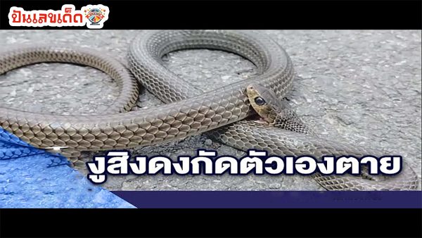 งูสิงกัดตัวเองจมเขี้ยว ตายหน้าบ้าน ตา-ยาย ที่เมืองคอน คอหวยตีเลขเด็ด เชื่อให้โชค