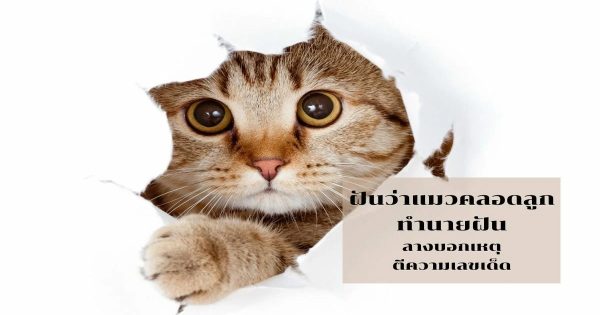 ฝันเห็นแมวคลอดลูก-"Cat giving birth"