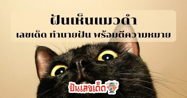 ฝันเห็นแมวดำ เลขเด็ด ทำนายฝัน พร้อมบอกความหมาย จะดีหรือร้าย ไปดูกันได้เลย ที่นี่ที่เดียว!