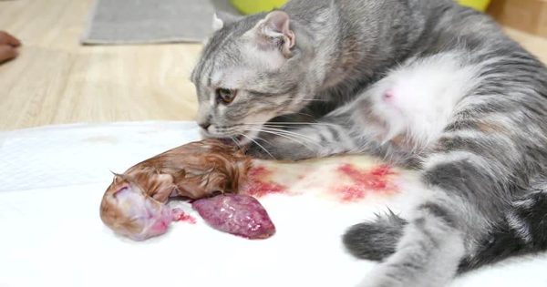 ฝันเห็นแมวคลอดลูก ต่อหน้า-"Dream of seeing a cat giving birth in front of you"