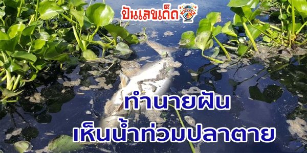 ฝันเห็นน้ำท่วมปลาตาย ทำนายฝันนี้  สื่อถึงอะไร? มาดูคำทำนายฝันพร้อมเลขเด็ด แม่นๆ กันได้แล้วที่นี่!!