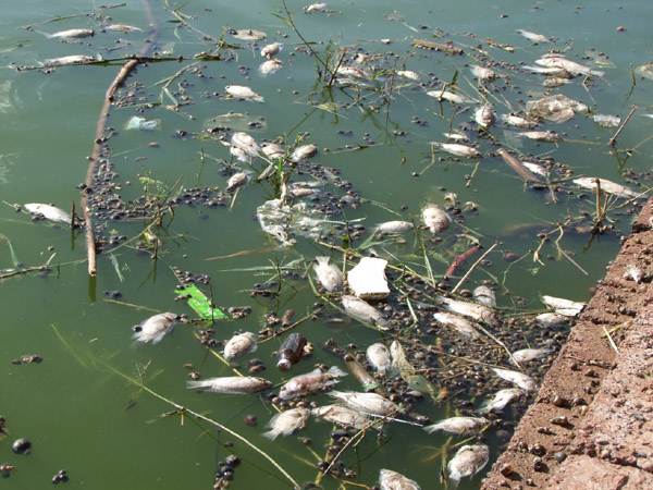 ฝันเห็นน้ำท่วมปลาตาย-"Dream of seeing a flood and dead fish"