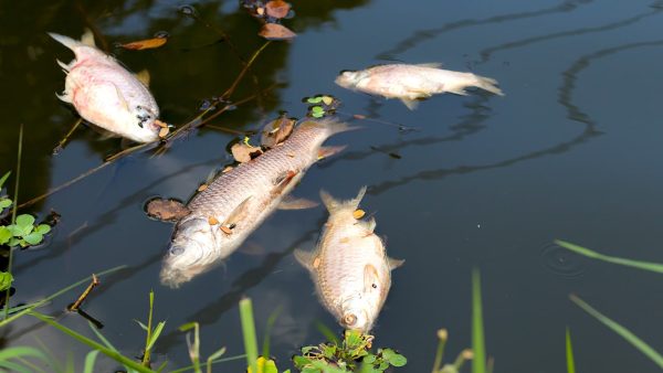ฝันเห็นปลาตาย-"Dream of seeing dead fish"