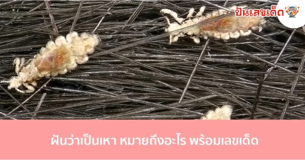 ฝันเห็นเหาบนหัว-"Dreamed of crushing many lice."