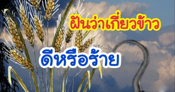 ฝันว่าได้ เกี่ยวข้าว กับครอบครัว-"Dreamed of harvesting rice with family"