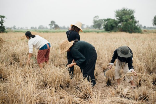 ฝันว่าได้เกี่ยวข้าวกับครอบครัว - "Dreamed of harvesting rice with family"