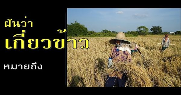 ฝันว่าได้เกี่ยวข้าวกับเพื่อน-"Dreamed of harvesting rice with friends"