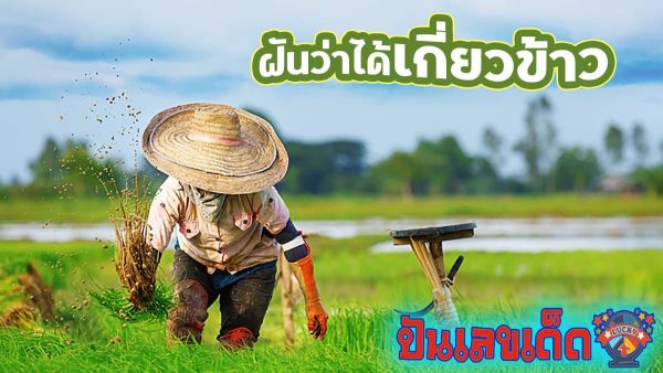 ฝันว่าได้เกี่ยวข้าวกับแม่ ฝันเห็นเกี่ยวข้าว มีความหมายว่าอะไร จะเป็นเรื่องดี หรือ เรื่องร้ายกัน ติดตามอ่านได้เลย