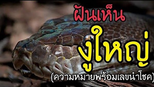 ฝันเห็นงูสีดำตัวใหญ่มาก -"Dreamed of seeing a very large black snake"