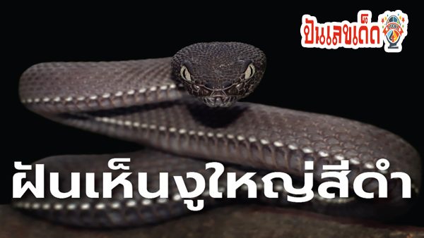 ฝันเห็นงูสีดำตัวใหญ่มาก  ฝันดี-ร้าย ทำนายฝัน เป็นลางบอกเหตุดีหรือมั้ย พร้อมเลขนำโชค!