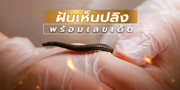 ฝันว่าปลิงกัด แล้วดึงออก-"Dreamed that a leech bit you and pulled it out."
