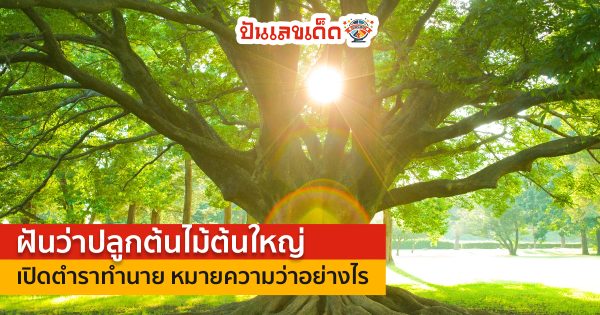 ฝันว่าปลูกต้นไม้ต้นใหญ่ ทำนายฝันเห็นต้นไม้ใหญ่ หมายความว่าอย่างไร พร้อมเลขเด็ด