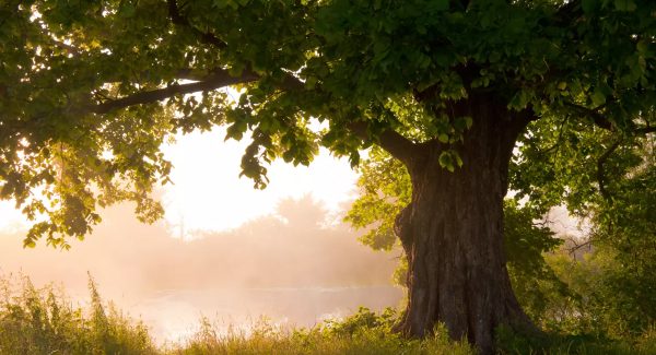 ฝันว่าปลูกต้นไม้ต้นใหญ่ - "Dreaming of planting a big tree"