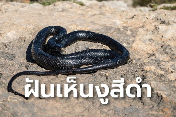 ฝันเห็นงูใหญ่มากๆ -"Dreamed of seeing a very big snake"