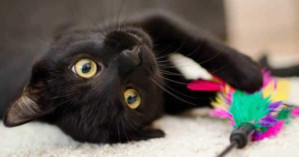 ฝันเห็นแมวดำ - "Dreaming of seeing a black cat, lucky numbers"