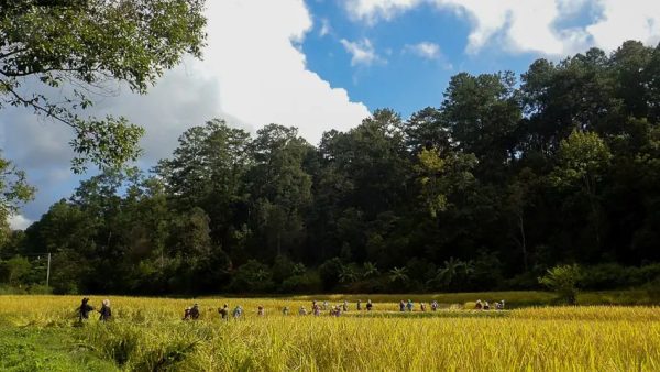 ฝันเห็นคนเกี่ยวข้าวในทุ่งนา - "Dreaming of seeing people harvesting rice is a lucky number."