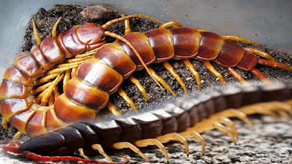 ฝันเห็นตะขาบไต่ตามตัว-''Dream of seeing a centipede crawling on your body''