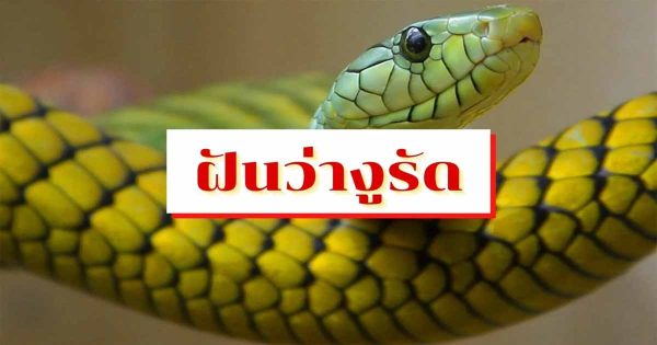 ฝันเห็นงูเหลือมตัวใหญ่ในบ้าน-"Dreamed of seeing a large python in the house."
